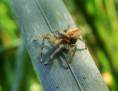 /album/salticidae/marpissa-radiata1-jpg/